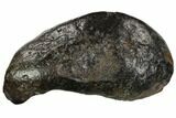 Fossil Whale Ear Bone - Miocene #109268-1